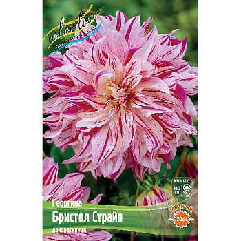 Георгина Бристол Страйп I 1 шт