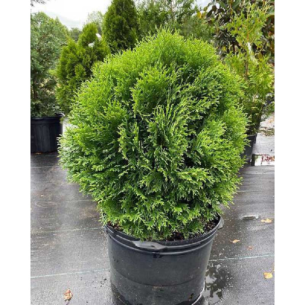 Туя Западная Литл Гиант P9