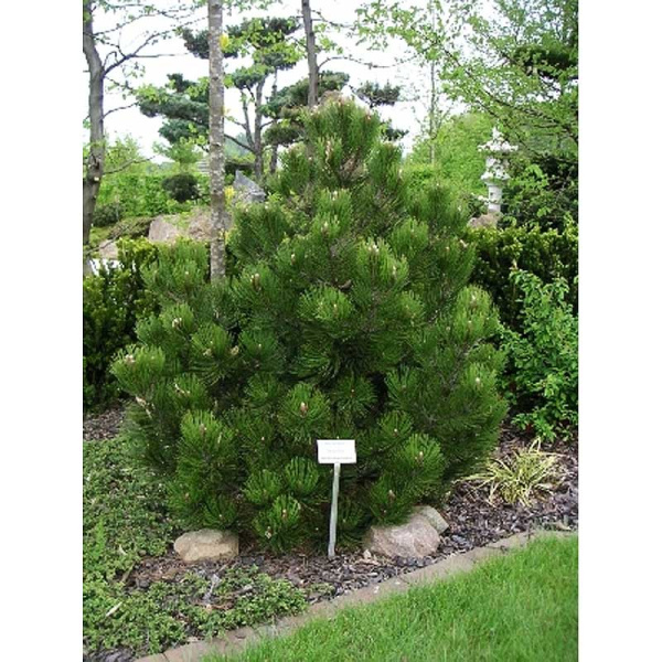 Сосна Белокорая Компакт Джем C1.5