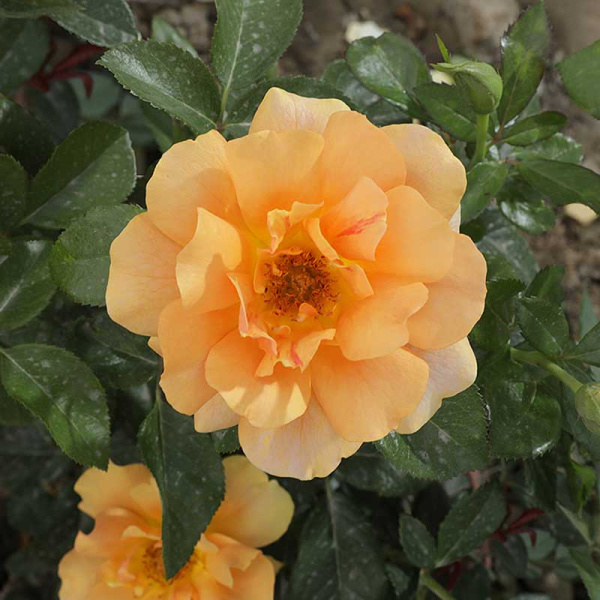 Роза Канадская (шраб) Амбер Сан Садовита