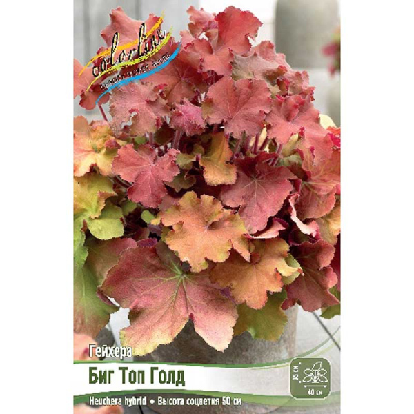 Гейхера Биг Топ Голд I 1 шт