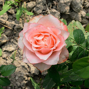 Роза Чайно-гибридная Диметра Садовита