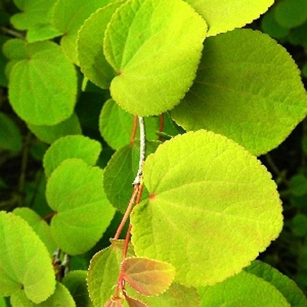 Багряник Японский P9