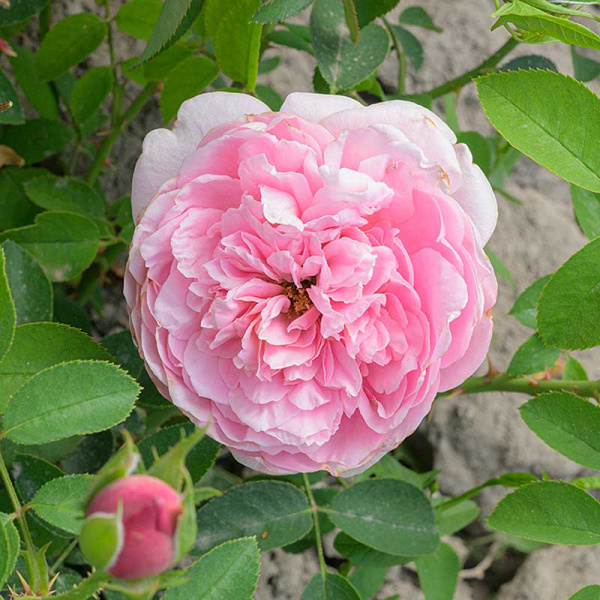 Роза Шраб Принцесса Шарлен де Монако Садовита