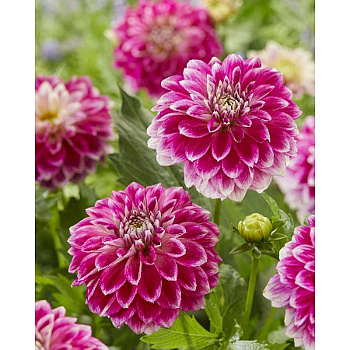 11402 Шоу-Бокс Георгина Гоу Гоу Ту-Тоун I 15 шт 