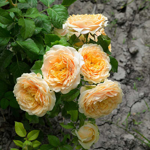 Роза Спрей Шампань Дю Версаль Садовита