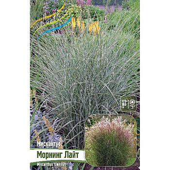 Мискантус Морнинг Лайт 2/3 2 шт