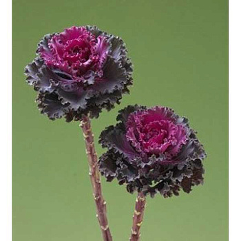 Семена Капуста декоративная Крейн Раффл Ред 1упаковка/100шт Поиск 