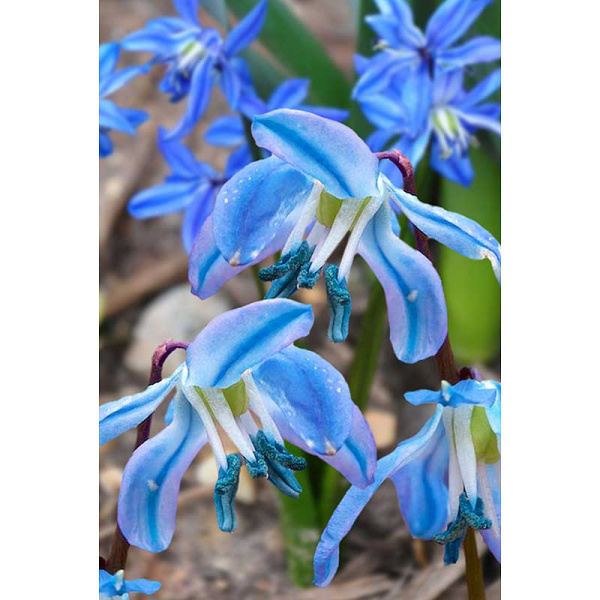 Сцилла Спринг Бьюти 8/9 5 шт Садовита 