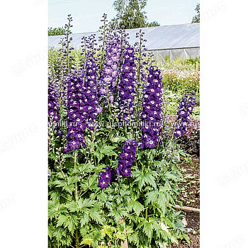 Дельфиниум Астолат культурный мн. Поиск Ц 