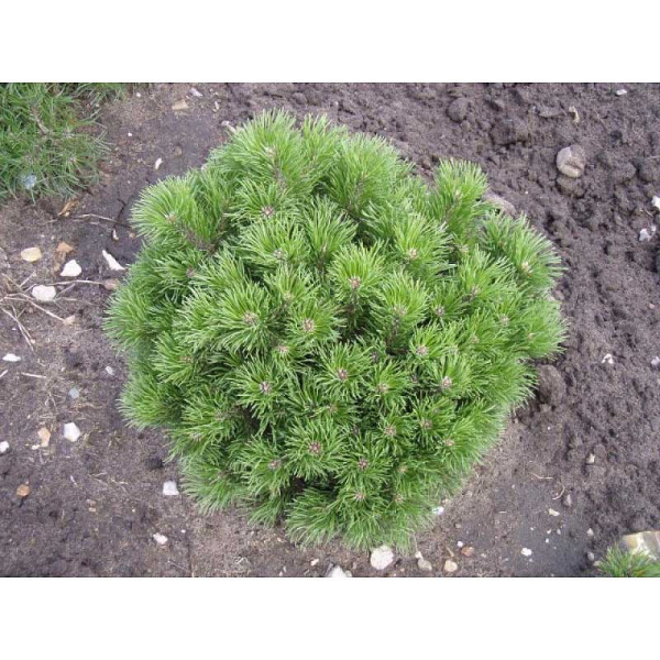 Сосна Горная Пумилио C1.5