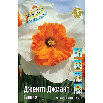 17048 Шоу-бокс Нарцисс Джентл Джиант 12/14 50 шт