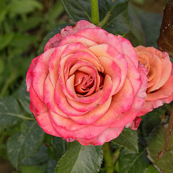 Роза чайно-гибридная Ля Прованс Садовита