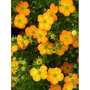 Лапчатка кустарниковая Белла Соль P9