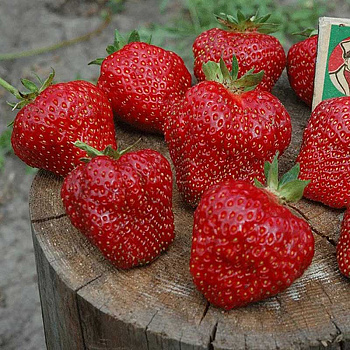 Земляника садовая Шарлотта (цена за 40 шт) ОСП