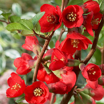 14385 Айва Превосходная Chaenomeles Superba Texas Scarlet C3 Садовита