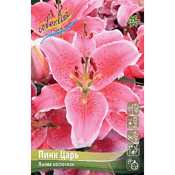 Лилия Пинк Царь 13/14 5 шт 