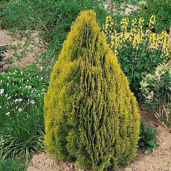 Туя Thuja orientalis Pyramidalis Aurea Р9 шт Садовита 10363