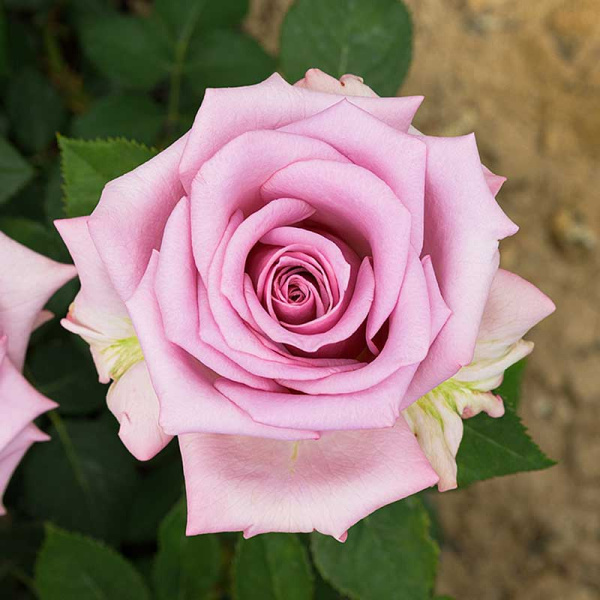 Роза чайно-гибридная Блю Мун Садовита