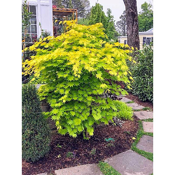 4135 Клён Ширасаванский Джордан C2 ,шт