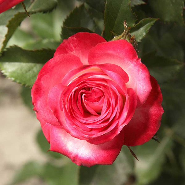 Роза спрей Сафина Садовита