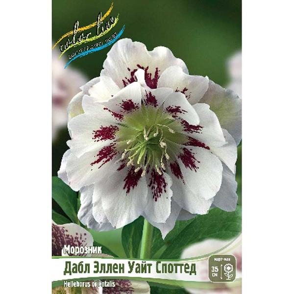 8533 Биг-Пак Морозник Дабл Эллен Уайт Споттид I 25 шт 