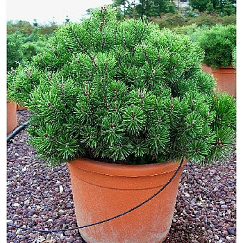 Сосна Горная Мопс C7,5 штамб 60cm