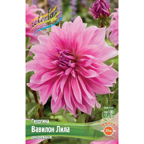 Георгина Вавилон Лила I 15 шт Шоу-Бокс 12910 