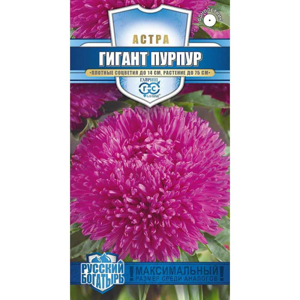 Астра Гигант пурпур Гавриш Ц 