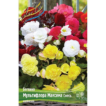 Бегония Мультифлора Максима Смесь 4/5 50 шт Шоу-бокс 10968