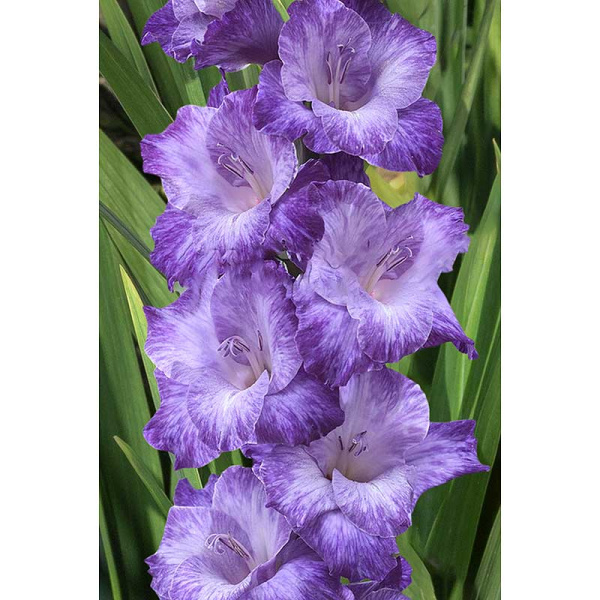 Гладиолус Мауве Мьюз 12/14 5 шт Садовита