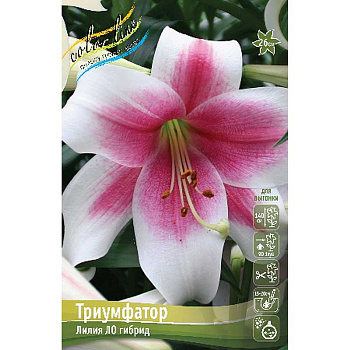 Лилия Триумфатор 12/14 5 шт