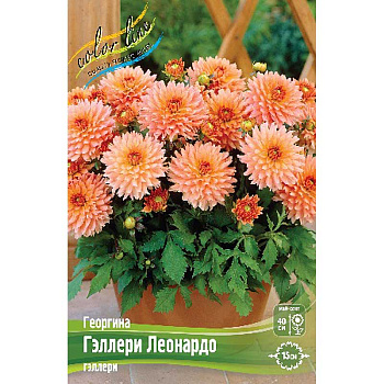 Георгина Гэллери Леонардо I 15 шт Шоу-бокс 9165