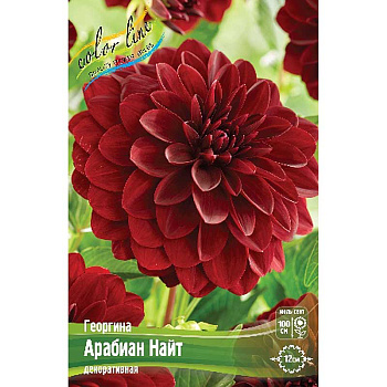 Георгина Арабиан Найт I 15 шт Шоу-бокс 13915