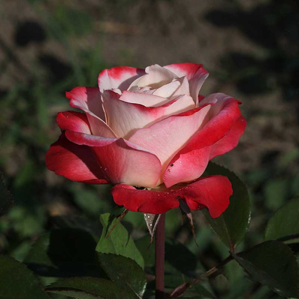 Роза чайно-гибридная Ностальжи Садовита