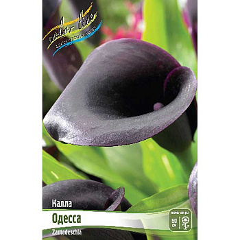 Калла Одесса 12/14 30 шт Шоу-бокс 8725 