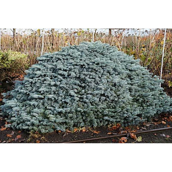 Ель Колючая Карпатен C1.5