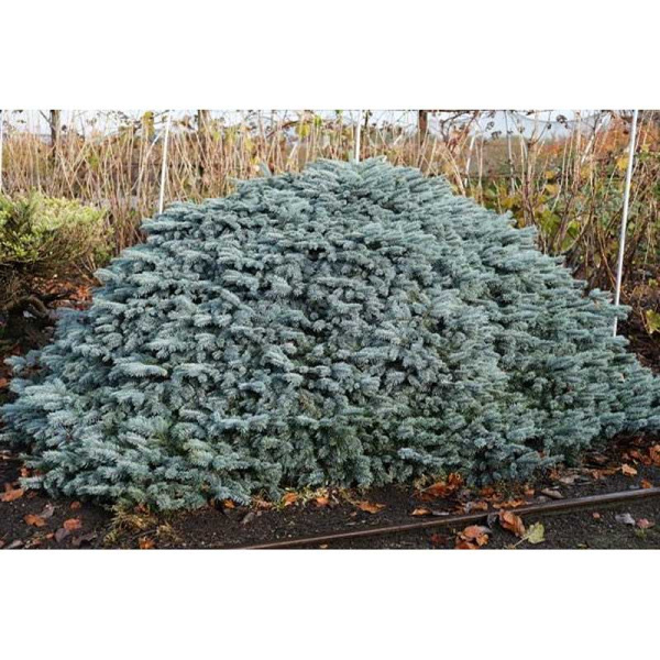 Ель Колючая Карпатен C1.5