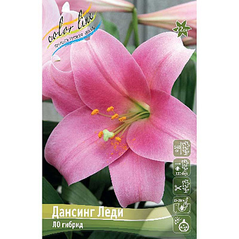 Лилия Дансинг Леди 12/14 5 шт 