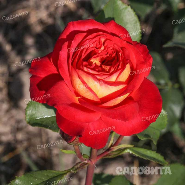 Роза флорибунда Мидсаммер Садовита