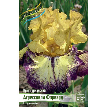 Ирис Германский Агрессивли Форвард I 1 шт