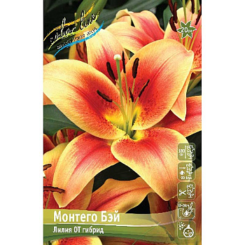 Лилия Монтего Бэй 12/14 25 шт Биг-пак 10520