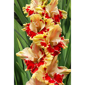 Гладиолус Огни Арбата 8/10 5 шт, Садовита 