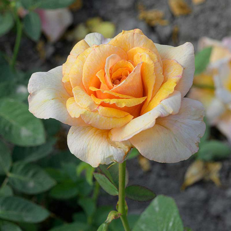 Роза Шраб София Ренессанс Садовита