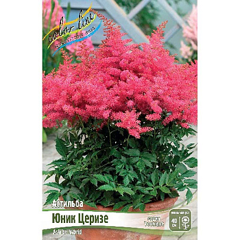 Астильба Юник Церизе 2/3 n 1 шт