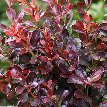 Барбарис Тунберга Атропурпурея Нана C2