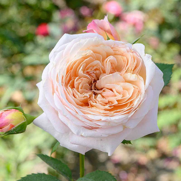 Роза шраб Шарль де Нерво Садовита