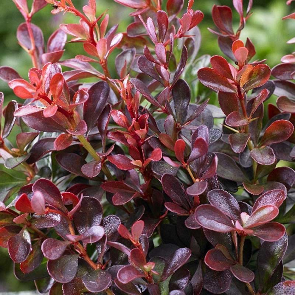 Барбарис Тунберга Атропурпурея Нана C2