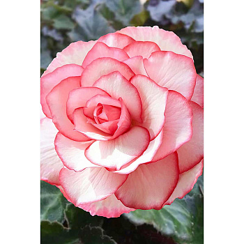 Бегония Бутон Де Роуз 5/6 3 шт Садовита