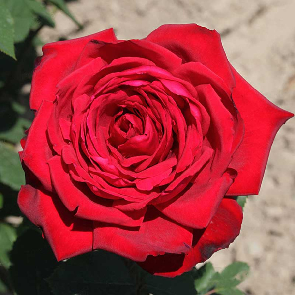 Роза чайно-гибридная Бургунд Садовита